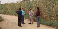 بازدید مدیر عامل شرکت آبیاری کرخه و شاوور از منطقه محرزی