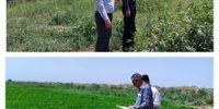 شروع عملیات مساحی کشت تابستان ۱۴۰۳ در حوضه های تحت پوشش شرکت بهره برداری از شبکه های آبیاری کرخه و شاوور