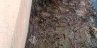 عملیات پاکسازی دستی نی‌ها و پسماندهای زائد سردهانه کانال AMC